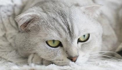 ios版下载-华体会体育登录：开启你的体育世界新体验