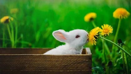 ios版下载-开云体育官方网站：开启你的体育新纪元